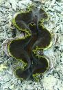 Giant clam