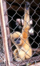 Captured wild gibbon, Vietnam