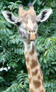 Maasai Giraffe