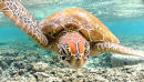 Green turtle close