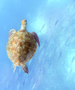 Green turtle