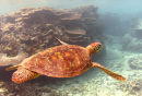 Green turtle flying through reef