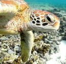 Green turtle close-up