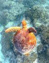 Green turtle on reef