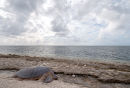 Green turtle resting