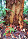Gum tree