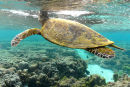 Hawksbill taking a breath