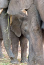 Protecting the young