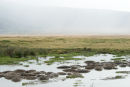 Hippos in the mist