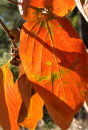 Autumn Persimmon leaves, Ibiza
