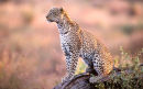 Leopard in evening light