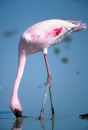 Lesser flamingo