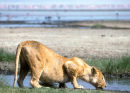 Lioness drinking with flamingos behind