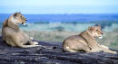 Lionesses, Kenya