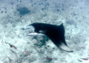 manta