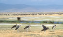 Marabou, buffalo and wildebeest, Ngorongoro Crater
