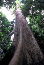 Merbau tree