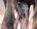 Newborn, Ruaha