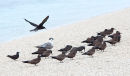 Noddys and Crested Tern