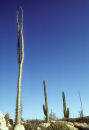 Ocotillo and Cardon cacti, Mexico