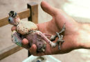 Dying overfed wild parrot chick, Argentina