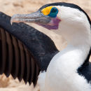 Pied cormorant
