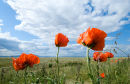 Poppies, Solway Firth, England