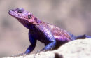 Agama lizard, Serengeti