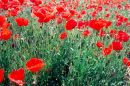 Red and green