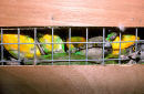 Wild Senegal parrots air crate