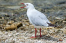 Silver gull