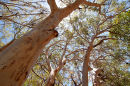 Squiggly gum forest