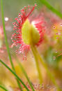Sundew. England