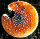Toadstool
