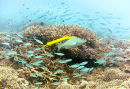 Yellow trumpetfish
