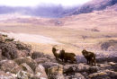 Wild goats, Isle of Rhum, Scotland