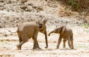 Playful youngsters