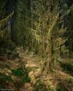 Moss in Temperate Rainforest