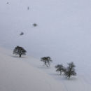 Sylvan Dale, Wolds