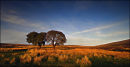 Lone Trees Sally Gap