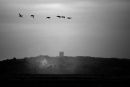 Geese at dusk, near Cley, Norfolk