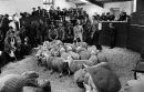 Sheep auction, Wensleydale
