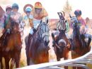 "The Steamers; Cheltenham"