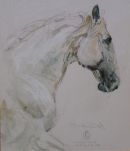 The New Limited Editions based on "White Horses" (Ferien in Lipizzer) and the Kladruber breed