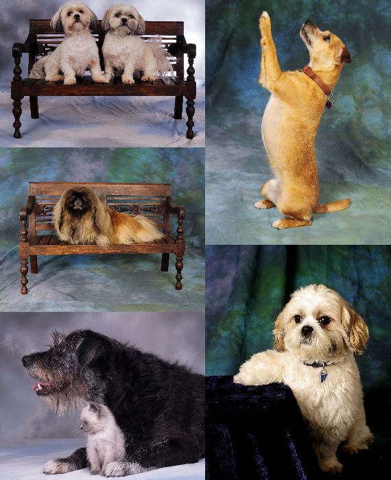 Pets
