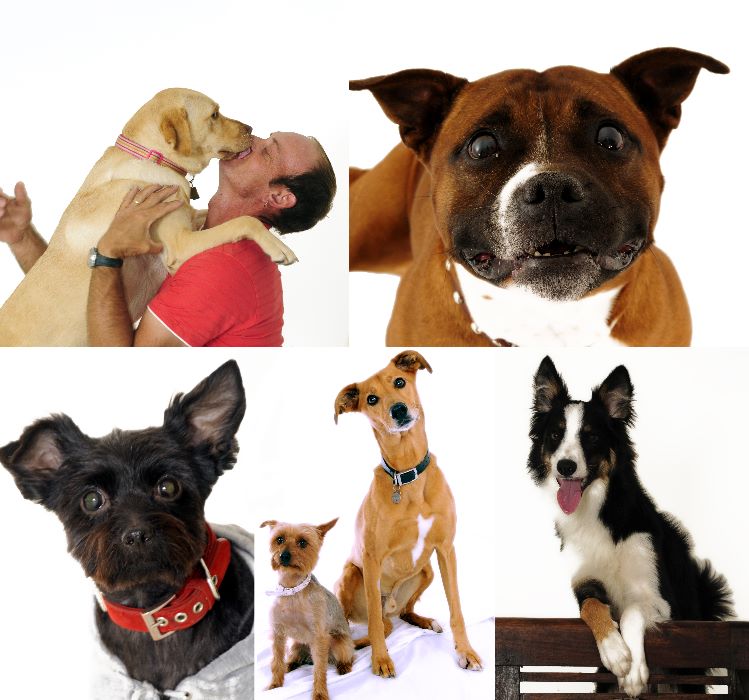 PetsStudio