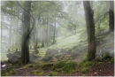 Misty_Forest