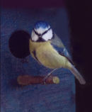 Blue Tit