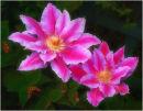 Clematis 4