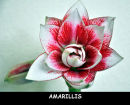 Amarillis